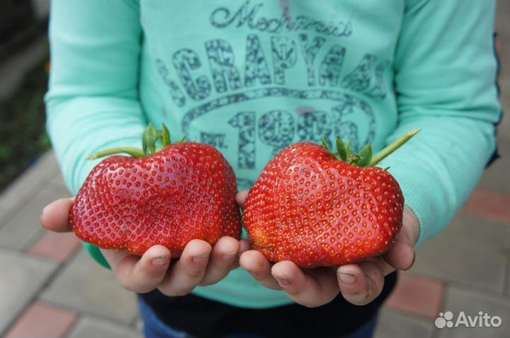 Рассада клубники Чамора Туруси
