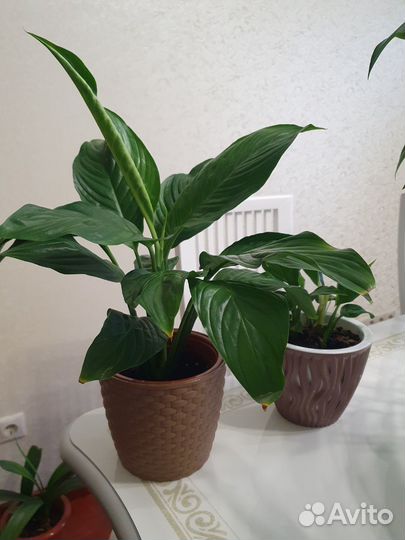 Женское счастье