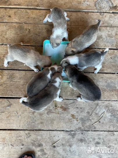 Щенки-Лайки