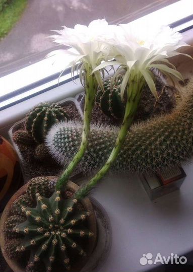 Кактус, денежное дерево,коланхоэ,фиалка