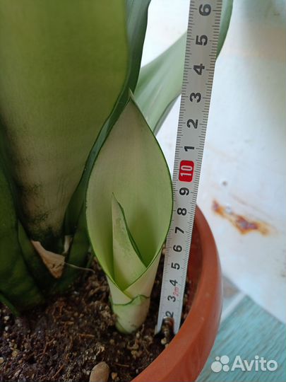 Сансевиерия муншайн детки