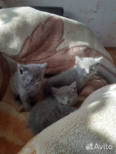Котята британская длинношерстная