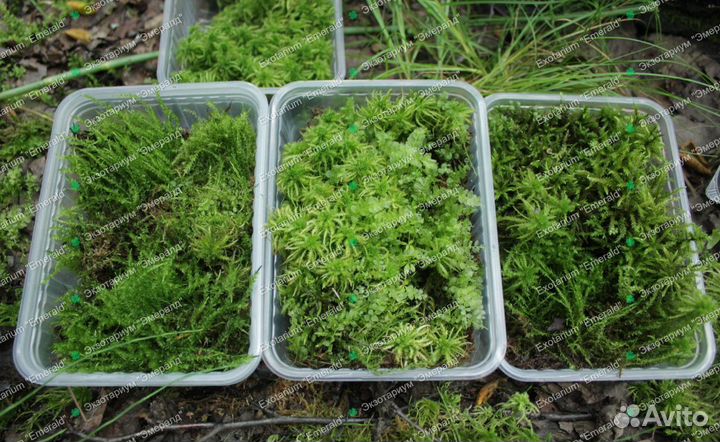 Мох сфагнум и другие виды Кора и блоки разное