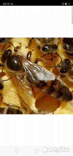 Пчеломатки карника