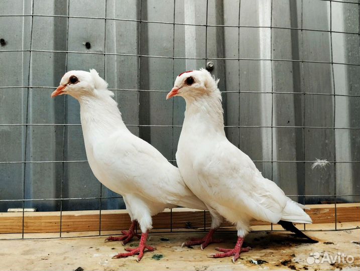 Голуби Чубатые чернохвостые