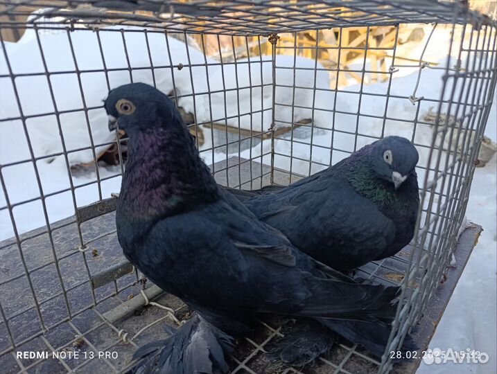 Голуби узбекские