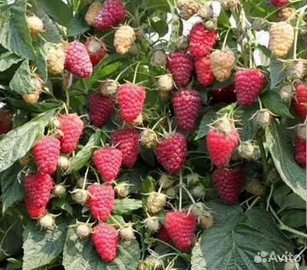 Саженцы малины