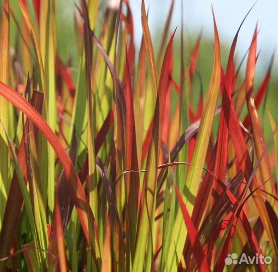 Императа ред барон