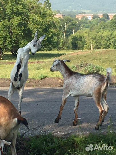 Козел нубийский