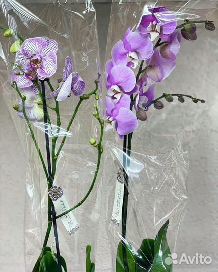 Орхидеи на 1 цветонос