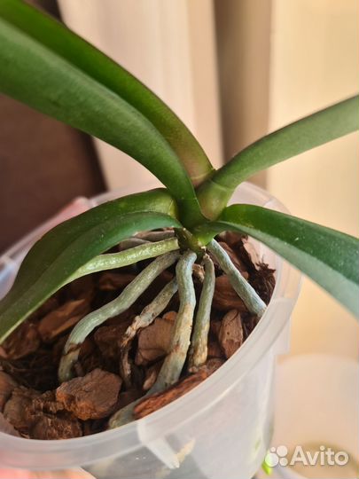 Орхидея фаленопсис Dragon Heart