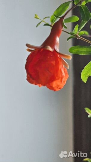 Гранат комнатный нано