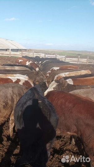 Бычки и Телки