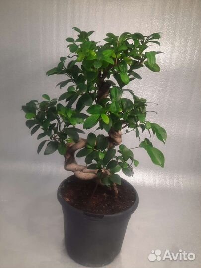 Фикус микрокарпа бонсай