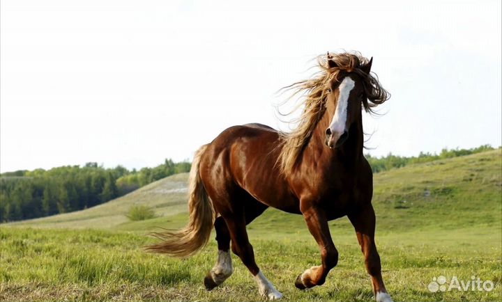 Лошадей на мясо