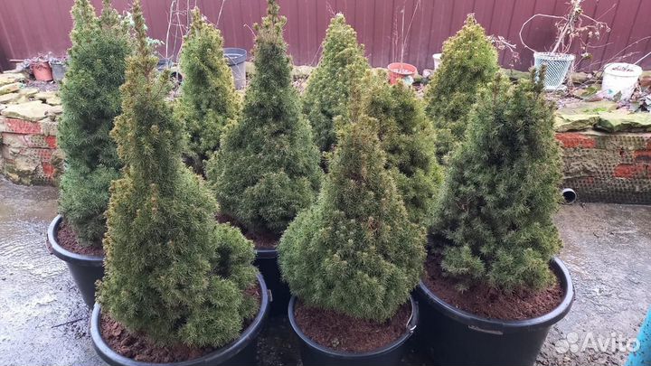 Канадская ель