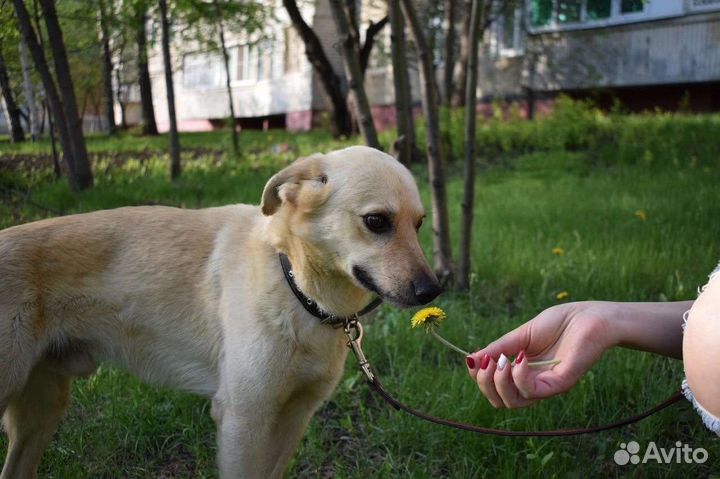 Собака в добрые руки