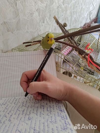 Ручной говорящий попугай