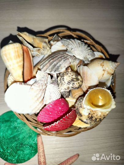 Ракушка морская