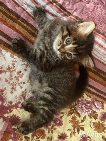 Котята мальчики