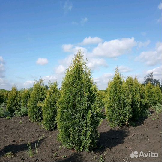 Туя колоновидная Колумна. Напрямую из питомника