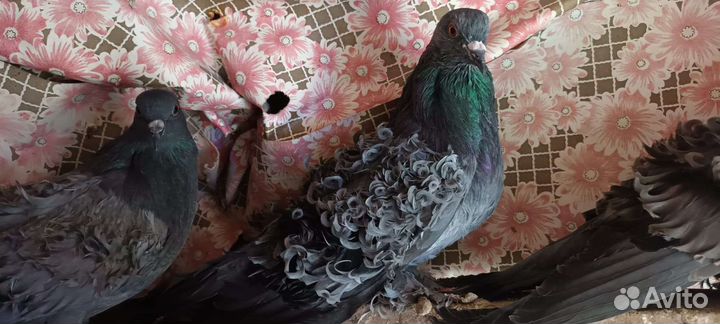 Голуби кучерявые