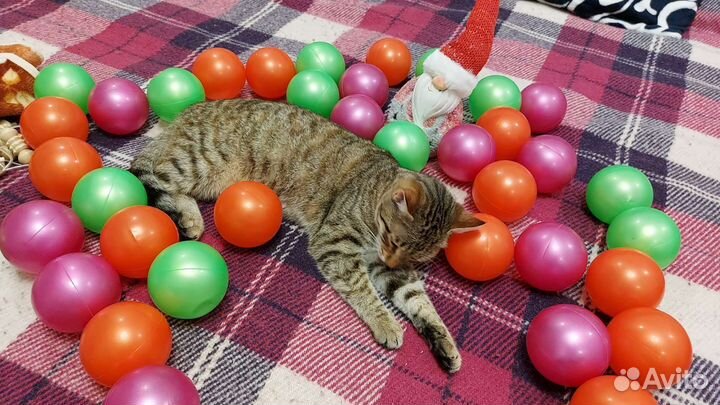 Кошка годовалая