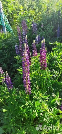 Саженцы разных растений