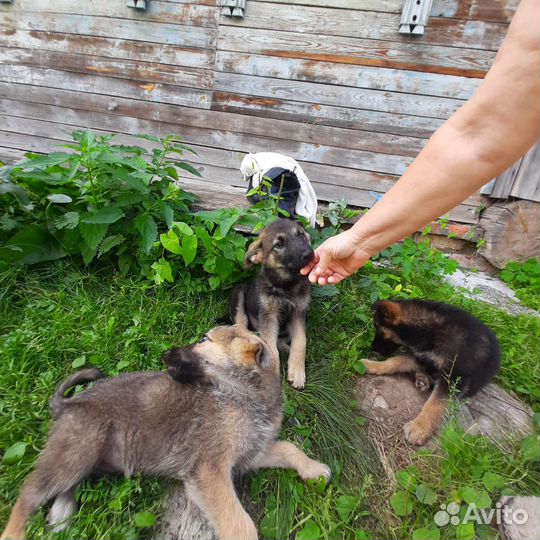 Щенки в добрые руки