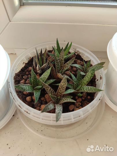 Суккуленты хавортия