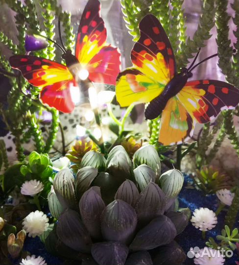 Флорариум со светом