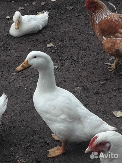 Утки 4 месяца Стар 53