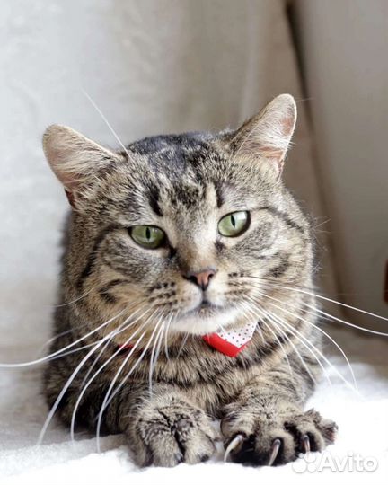 Кот Яша ищет дом