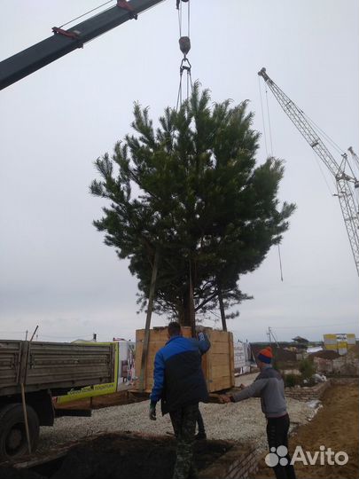 Крупномеры Сосны обыкновенной