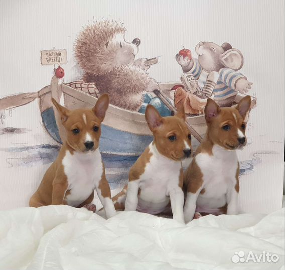 Щенки басенджи