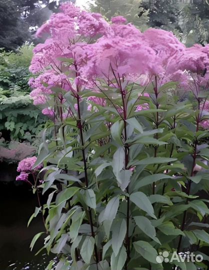 Посконник, многолетнее растение