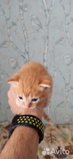 Кошка в дар