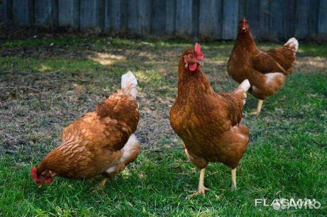 Куры молодки