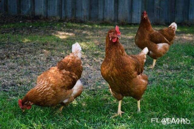 Куры молодки