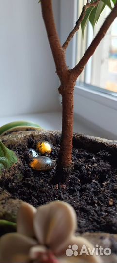 Фикус бенджамина