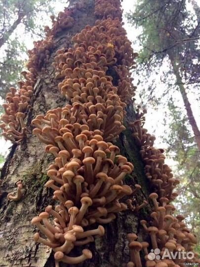 Опенок осенний Мицелий