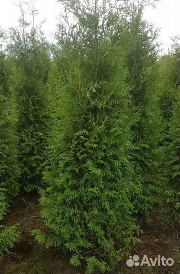 Туя Брабант и Смарагд