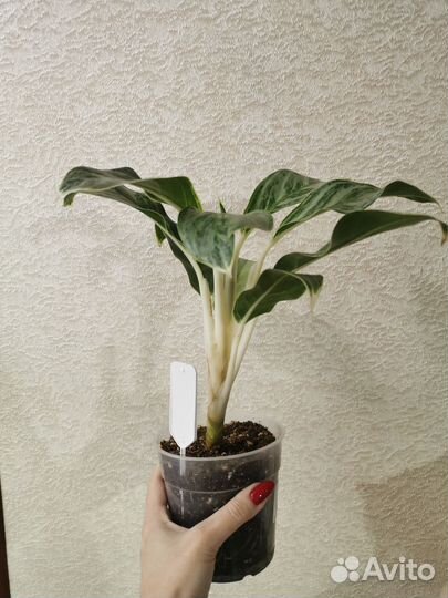 Аглаонема Ei Qu Sung