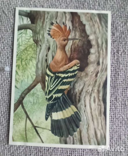 Наборы открыток СССР птицы