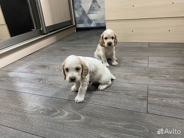 Английский кокер спаниель