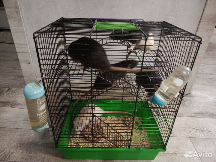 Крыски дамбо