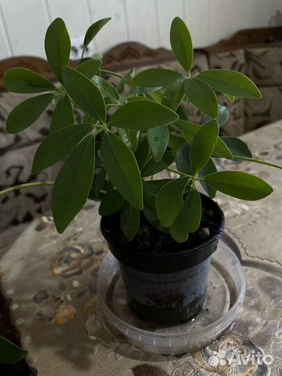 Комнатные цветы шефлера