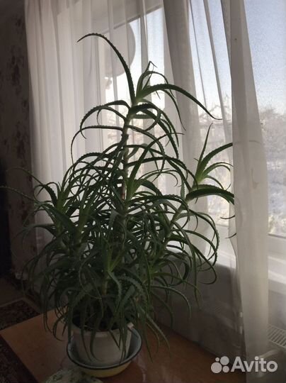 Алоэ столетник