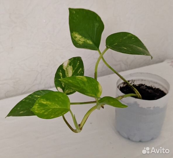 Комнатные растения