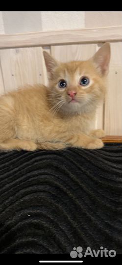 Рыжие котята